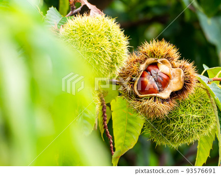 The midsummer farm scenery The burrs that have started popping a little early The midsummer farm scenery The burrs that have started popping a little early 93576691