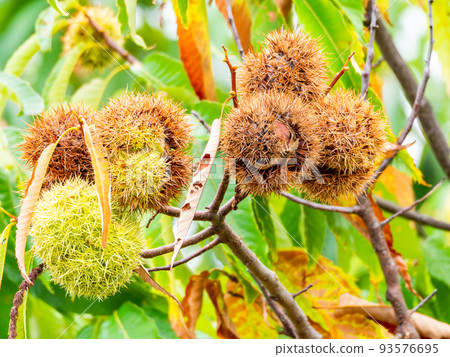 The midsummer farm scenery The burrs that have started popping a little early 93576695