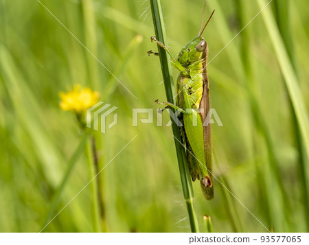 A long-legged locust in the grass 93577065