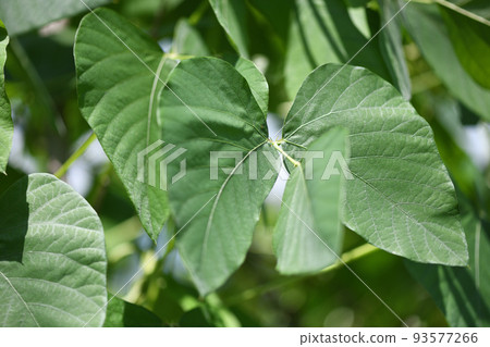 Mucuna bean leaves with strong heat resistance 93577266