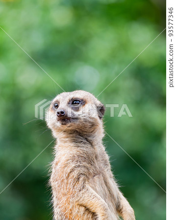 Cute and fun meerkat figure watchman Cute and fun meerkat figure watchman 93577346