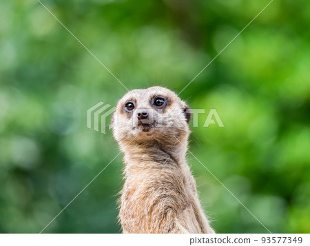 Cute and fun meerkat figure watchman 93577349