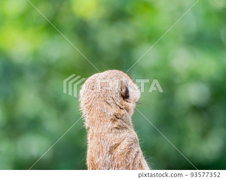 Cute and fun meerkat figure watchman 93577352