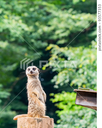 Cute and fun meerkat figure watchman Cute and fun meerkat figure watchman 93577353