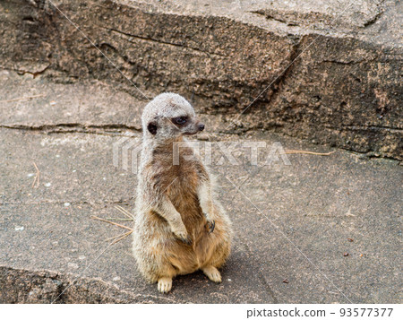 Cute and fun meerkat figure watchman Cute and fun meerkat figure watchman 93577377