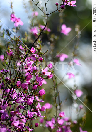 Beautiful backlit pink flowers of the Australian native shrub Boronia ledifolia, family Rutaceae, growing in Sydney sclerophyll forest. Winter to spring flowering. Wildflower meadow 93578096