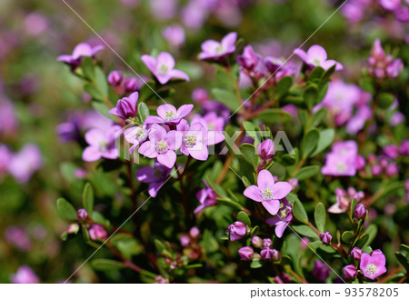 Pink flowers of the Australian native Boronia crenulata, family Rutaceae. Known as the Aniseed Boronia. Endemic to south west of Western Australia. Pink flowers of the Australian native Boronia crenulata, family Rutaceae. Known as the Aniseed Boronia. Endemic to south west of Western Australia. 93578205