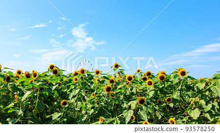 太陽山的向日葵 太陽山的向日葵 93578250