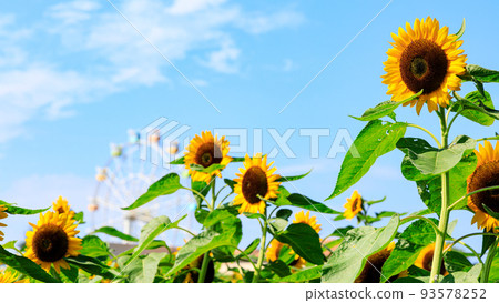 太陽山的向日葵 太陽山的向日葵 93578252