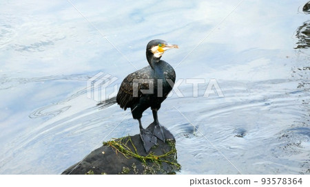清晨在河石上休息的鸕鶿 93578364