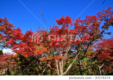 箱根博物館紅葉 93578374