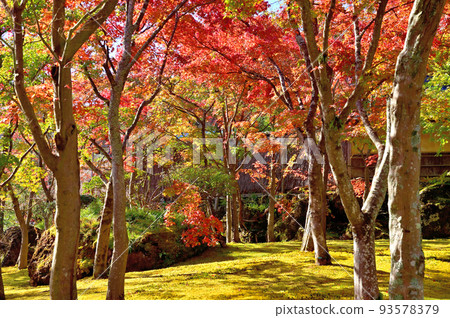 Hakone Museum Autumn Leaves 93578379