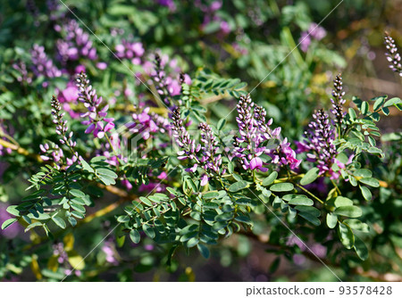 Pink purple flowers and buds of Australian native Indigo, Indigofera australis, family Fabaceae. Widespread in woodland and open forest in New South Wales, Queensland, Victoria, SA, WA and Tasmania. 93578428