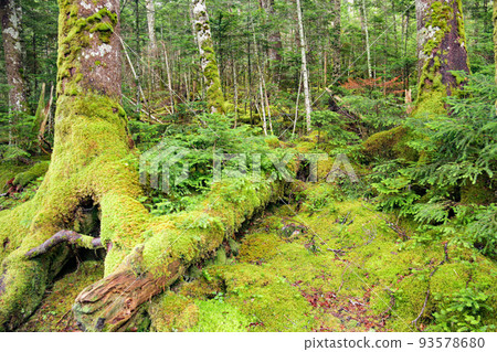 North Yatsugatake Mossy Forest Trekking Nagano Prefecture Japan 93578680