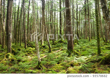 North Yatsugatake Mossy Forest Trekking Nagano Prefecture Japan 93578682