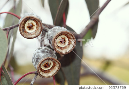 Close up of large white gumnuts of the Australian native Silver Princess, Eucalyptus caesia, family Myrtaceae. Endemic to Western Australia Close up of large white gumnuts of the Australian native Silver Princess, Eucalyptus caesia, family Myrtaceae. Endemic to Western Australia 93578769