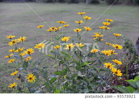 [新潟縣妙高市]在伊森池塘開花的自然植物 93578921