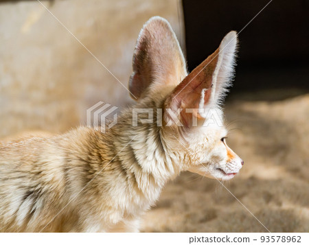 cute fennec fox with big ears cute fennec fox with big ears 93578962