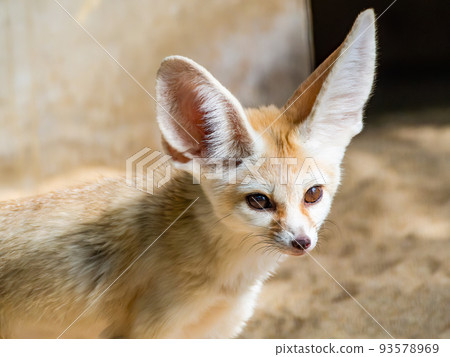 cute fennec fox with big ears 93578969