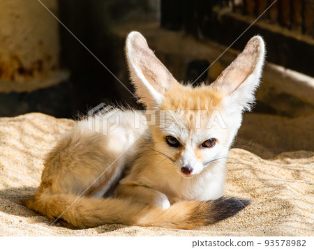 大耳朵的可愛耳廓狐 大耳朵的可愛耳廓狐 93578982