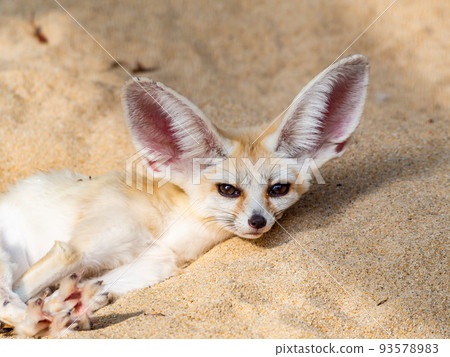 大耳朵的可愛耳廓狐 大耳朵的可愛耳廓狐 93578983