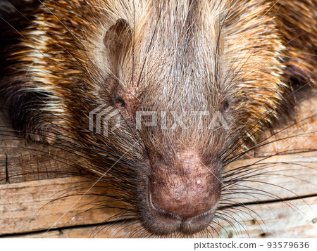 Porcupine nap time Porcupine nap time 93579636