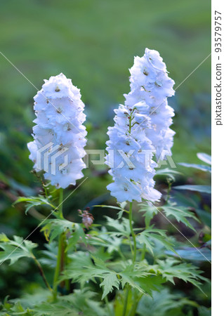beautiful white delphinium flowers 93579757