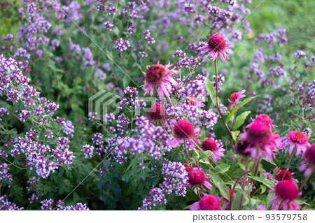 beautiful flower bed beautiful flower bed 93579758