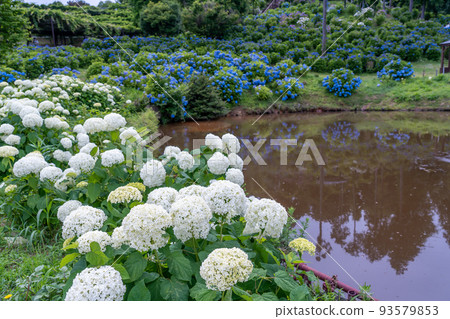 三重縣津市 風早之裡的池塘周圍,盛開著名為安娜貝爾的純白色和藍色繡球花 三重縣津市 風早之裡的池塘周圍,盛開著名為安娜貝爾的純白色和藍色繡球花 93579853