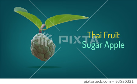 realistic custard apple or sugar apple or sweetsop and beuatiful leaf. thai annona healthy fruit. vector illustartion eps10 realistic custard apple or sugar apple or sweetsop and beuatiful leaf. thai annona healthy fruit. vector illustartion eps10 93580321