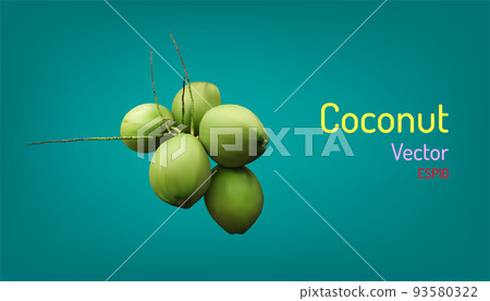 realistic group of coconut fruit and branch elements. vector illustartion eps10 93580322