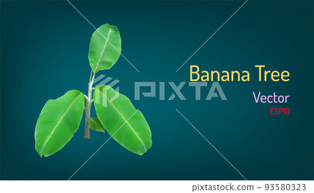 realistic banana tree and branch elements. vector illustration eps10 93580323