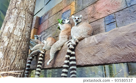 Safari park on Phu Quoc Island. 93580537