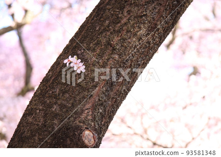 Coho Zakura Coho Zakura 93581348
