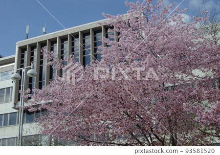 Cherry blossoms blooming against the backdrop of modern overseas architecture Cherry blossoms blooming against the backdrop of modern overseas architecture 93581520