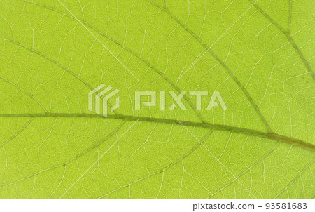 Mucuna bean leaves and veins Mucuna bean leaves and veins 93581683