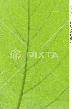 黧豆葉和葉脈 93581769