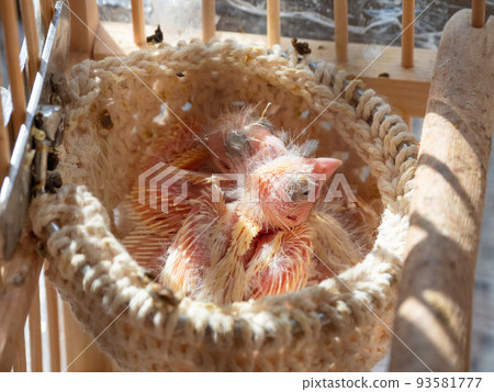 Just hatched three blind canary chicks from an egg in the nest. Spring replenishment in the family. Breeding of songbirds at home. 93581777