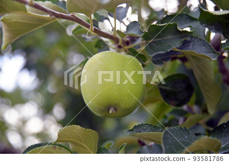 [長野縣中野市] August Sanmizu Orchard Apple Field 93581786