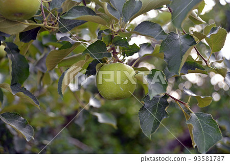 [長野縣中野市] August Sanmizu Orchard Apple Field 93581787