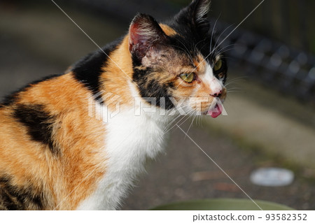 A young tea tiger, a local cat who fights for rice with her older sister, a calico cat who is two years older 93582352