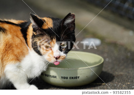 A young tea tiger, a local cat who fights for rice with her older sister, a calico cat who is two years older 93582355