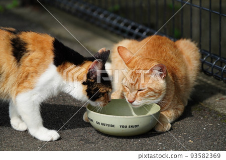 A young tea tiger, a local cat who fights for rice with her older sister, a calico cat who is two years older 93582369