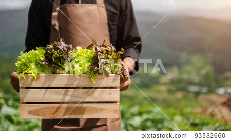 farmers hand harvest fresh salad vegetables in hydroponic plant system farms in the greenhouse to market. . farmers hand harvest fresh salad vegetables in hydroponic plant system farms in the greenhouse to market. . 93582660