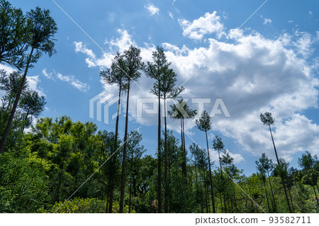 聳立在龍安寺上的小樹林 93582711