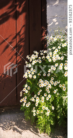 Natural background. Wild daisies grew near the door Natural background. Wild daisies grew near the door 93582875