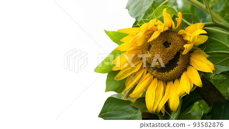 Sunflower smiling like a smiley 93582876