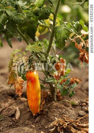 variety marbled long tomatoes hang on branches. Agriculture, agronomy, industry variety marbled long tomatoes hang on branches. Agriculture, agronomy, industry 93583186