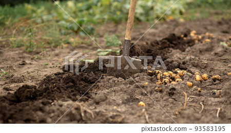 dig potatoes in the garden under a shovel. Gardening, agriculture, rural 93583195