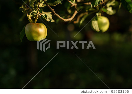 A green apple hangs on a tree with leaves. Agriculture, agronomy, industry A green apple hangs on a tree with leaves. Agriculture, agronomy, industry 93583196
